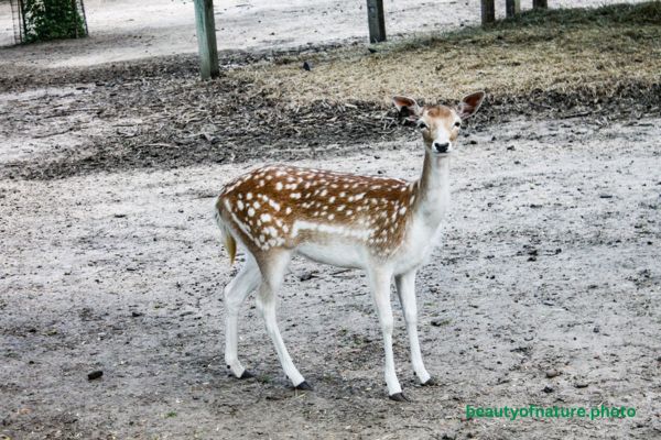 Spotted Fallow Deer 1 Horizontal