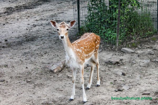 Spotted Fallow Deer 2 Horizontal