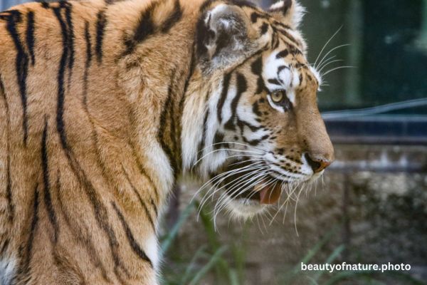 Siberian Tiger Face 1 Horizontal