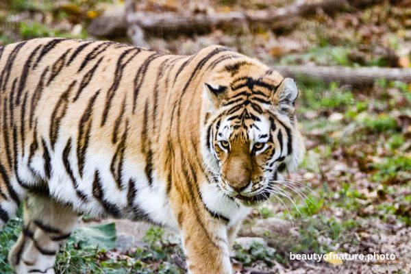 Siberian Tiger Torso 5 Horizontal