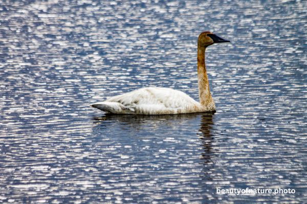 Trumpeter Swan 2 Horizontal