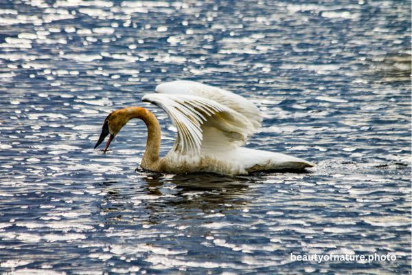 Trumpeter Swan 3 Horizontal