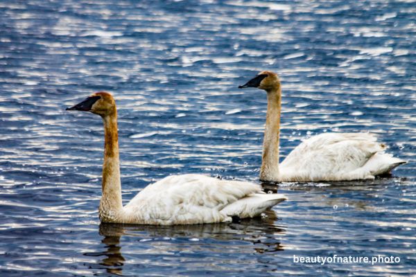 Trumpeter Swan 5 Horizontal