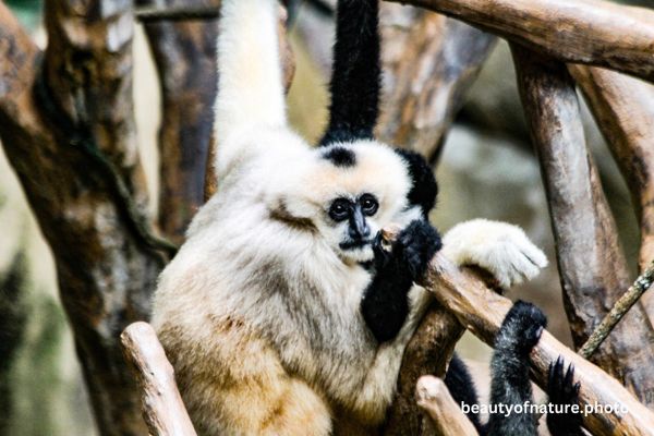 White-cheeked Gibbon 1 Horizontal