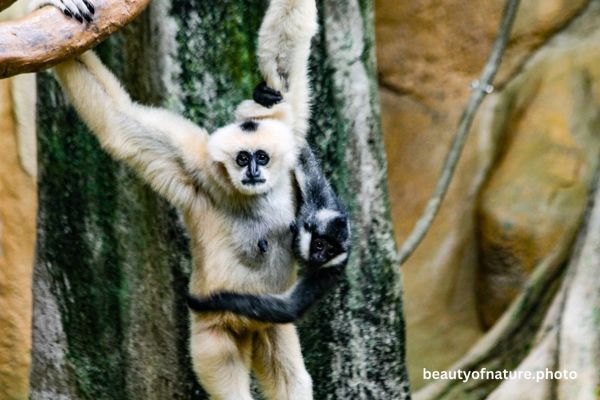 White-cheeked Gibbon Family Horizontal