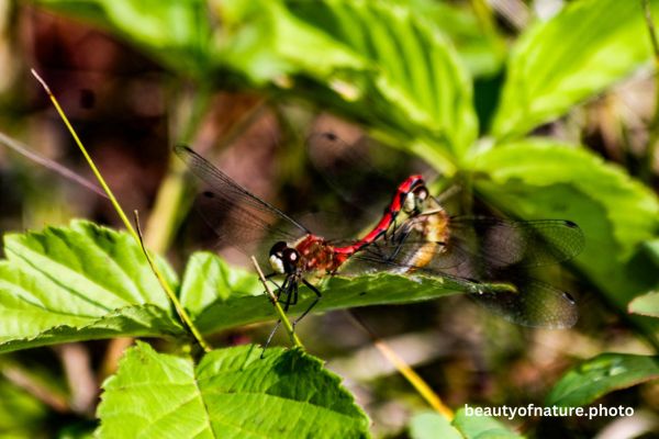 White-faced Meadowhawks Mating 1 Horizontal
