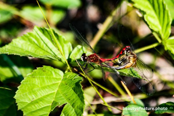 White-faced Meadowhawks Mating 2 Horizontal