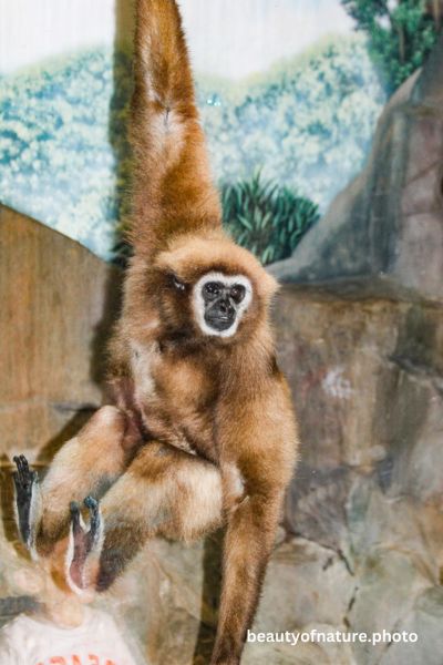 White-handed Gibbon 1 Vertical