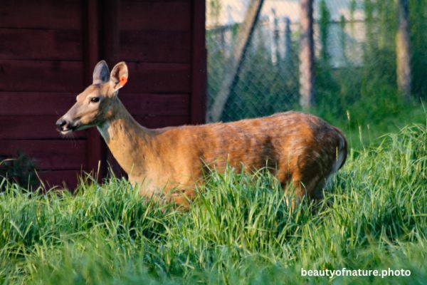 Deer 15 Horizontal