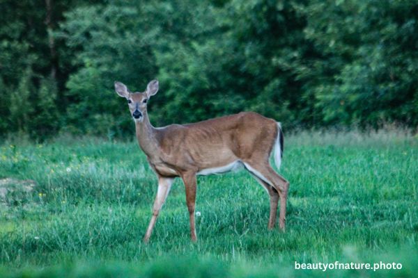 Deer 6 Horizontal
