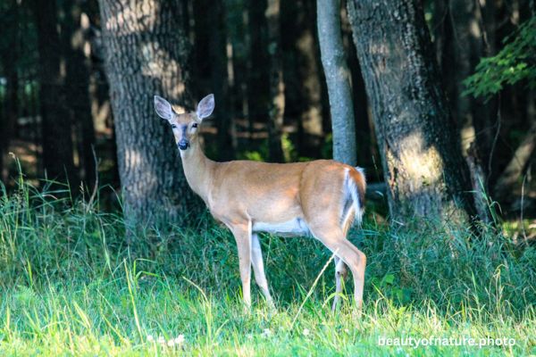 Deer 9 Horizontal