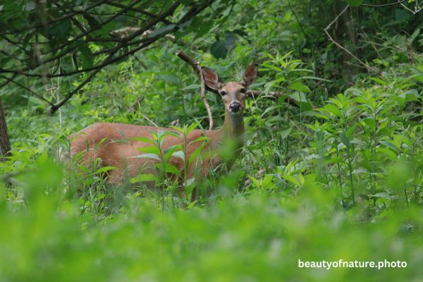White-tailed Deer Portrait Horizontal 23-5278 Early Access Q1 2026