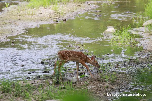 White-tailed Fawn Portrait 23-5196 Horizontal