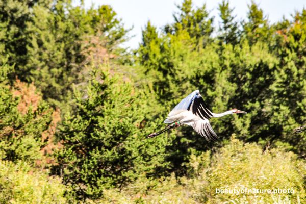 Whooping Crane 5 Horizontal