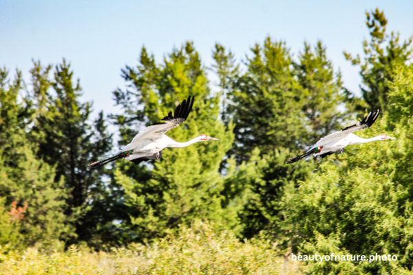 Whooping Crane 6 Horizontal