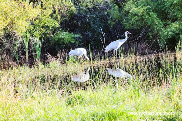 Whooping Crane 7 Horizontal