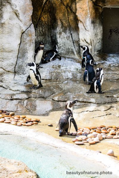 African Penguin 1 Vertical