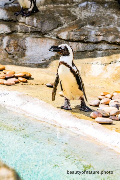 African Penguin 2 Vertical