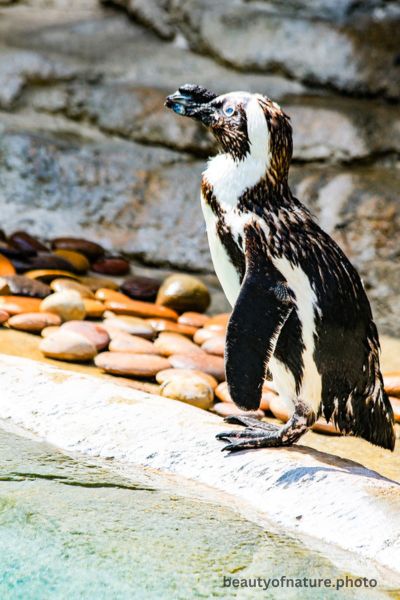 African Penguin 3 Vertical