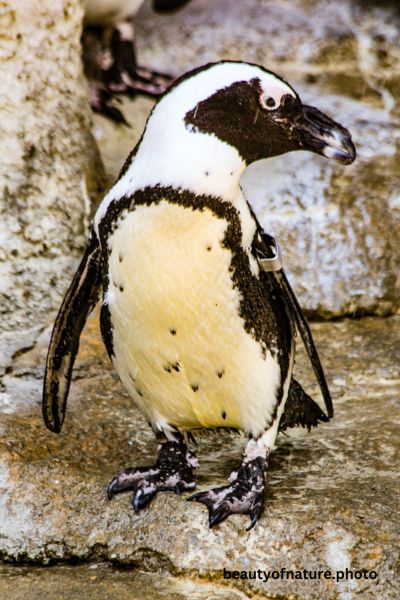 African Penguin 4 Vertical