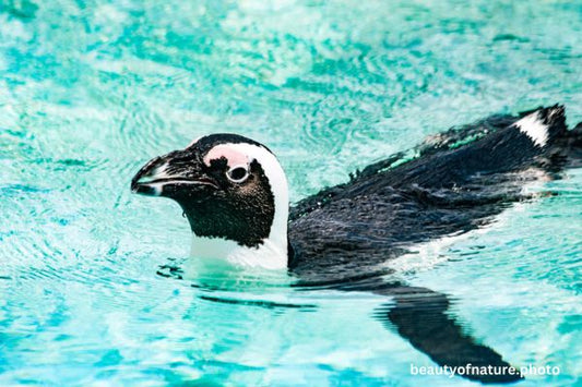 African Penguin 5 Horizontal