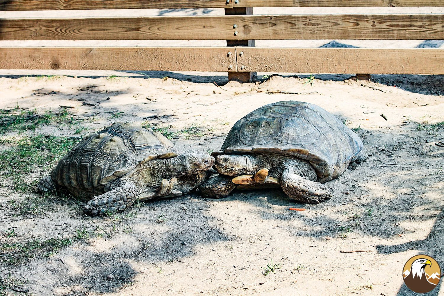 African Spurred Tortoise 2 1500X1000