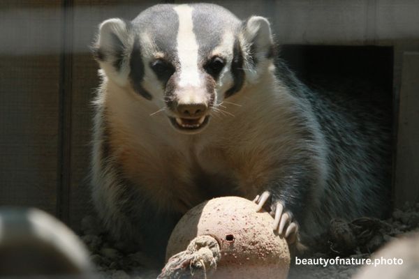American Badger Modeling 23-7752 Horizontal Available NOV 27 to DEC 14 2025