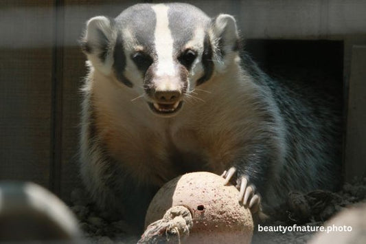 American Badger Modeling 23-7752 Horizontal Available NOV 27 to DEC 14 2025