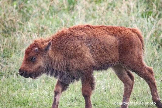 American Bison Calf Horizontal