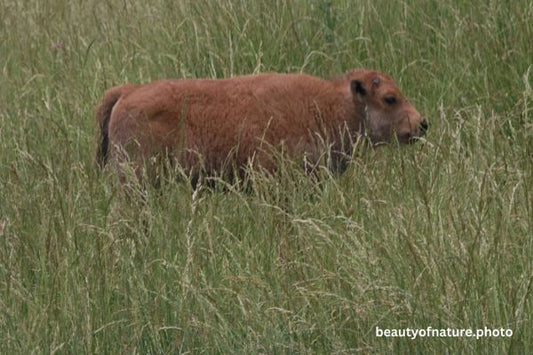 American Bison Calf Portrait 23-7661 Horizontal