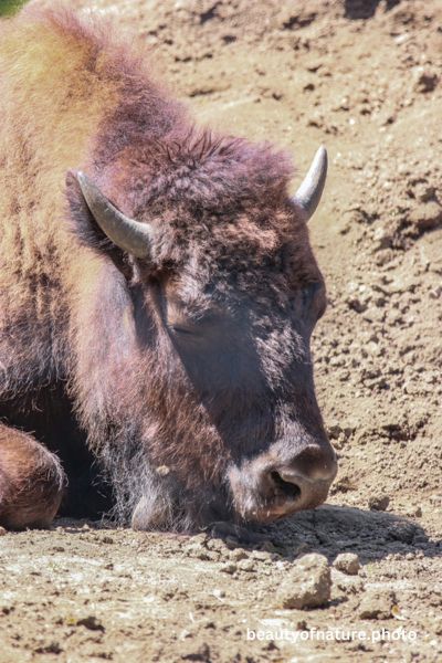 American Bison Sleeping 23-0739 Vertical