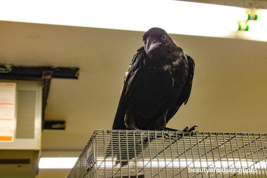 American Crow 1 Horizontal