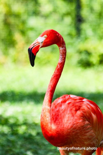 American Flamingo 3 Vertical