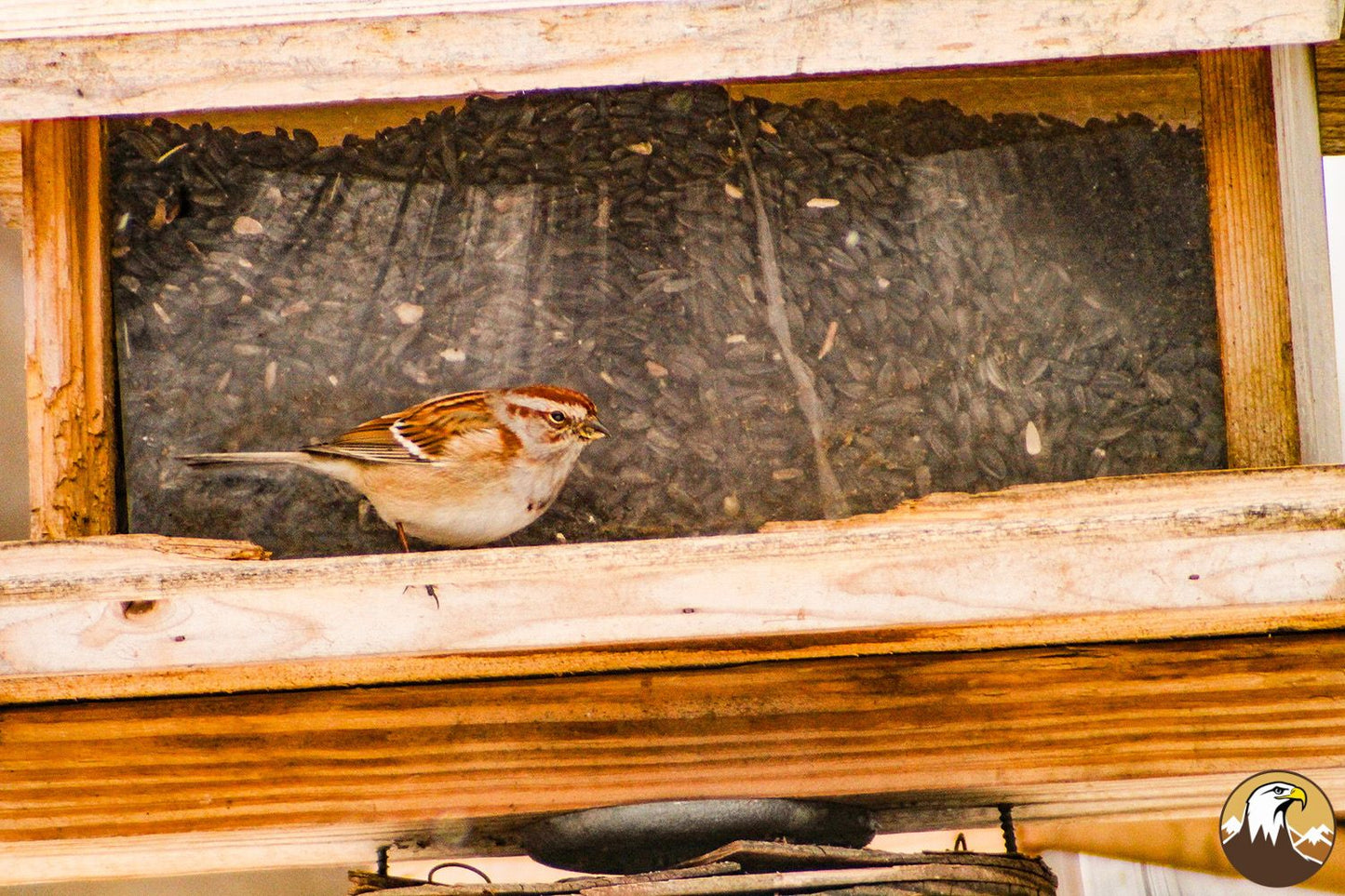 American Tree Sparrow 1500X1000