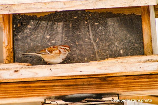 American Tree Sparrow Horizontal