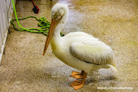 American White Pelican 10 Horizontal
