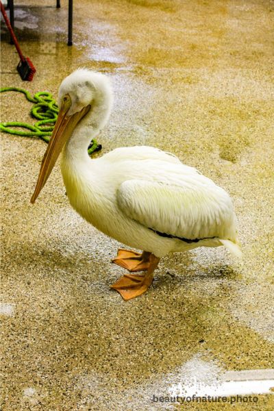American White Pelican 11 Horizontal