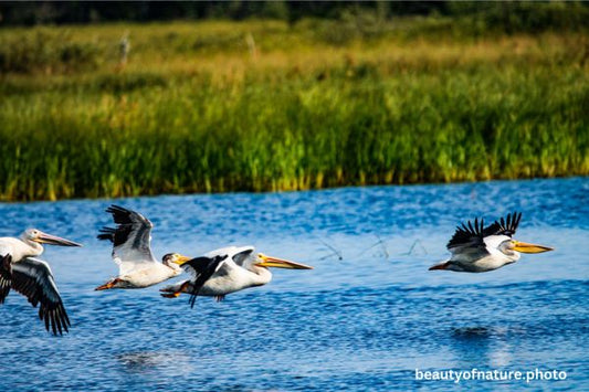 American White Pelican 12 Horizontal