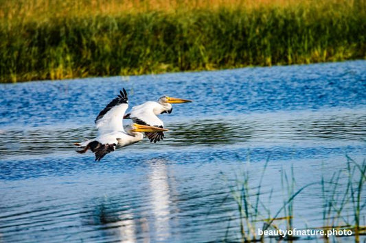 American White Pelican 13 Horizontal