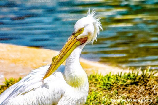 American White Pelican 1 Horizontal