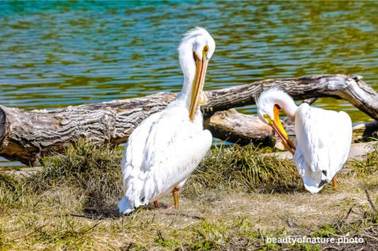 American White Pelican 3 Horizontal