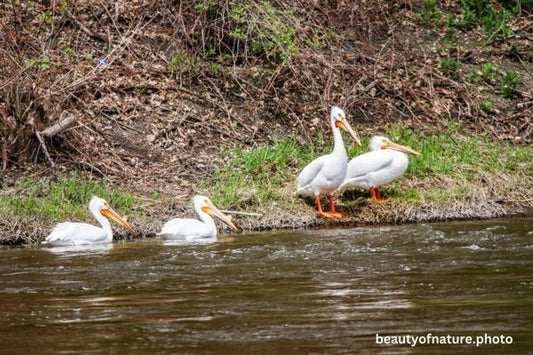 American White Pelican 4 Horizontal