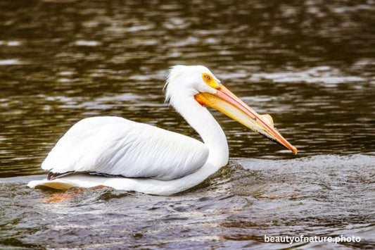American White Pelican 5 Horizontal