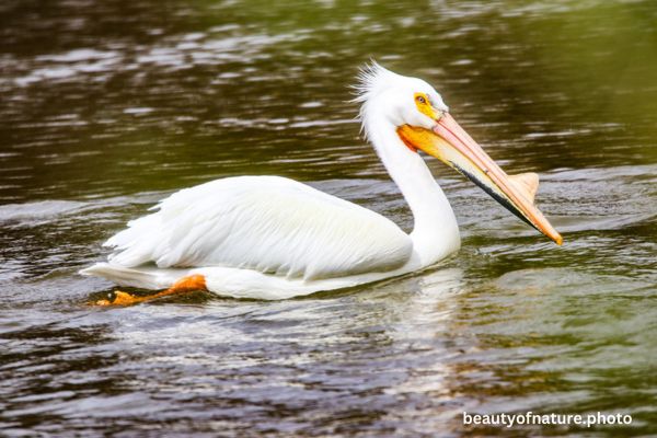 American White Pelican 6 Horizontal