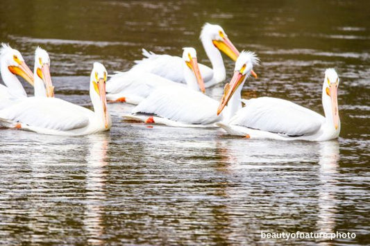 American White Pelican 7 Horizontal