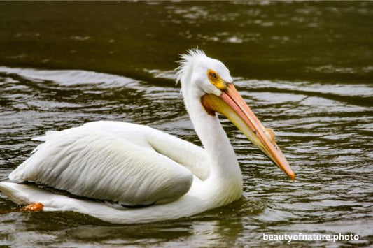 American White Pelican 8 Horizontal