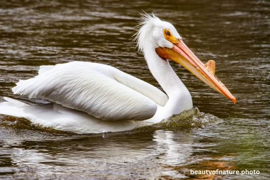 American White Pelican 9 Horizontal