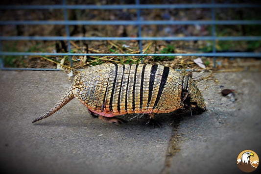 Six-banded Armadillo 1500X1000