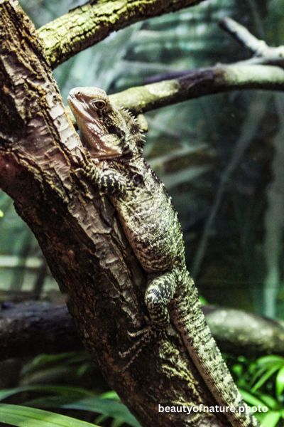 Australian Water Dragon Vertical