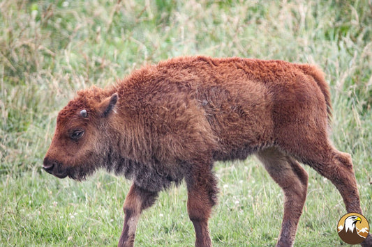 Bison Calf 1500X1000